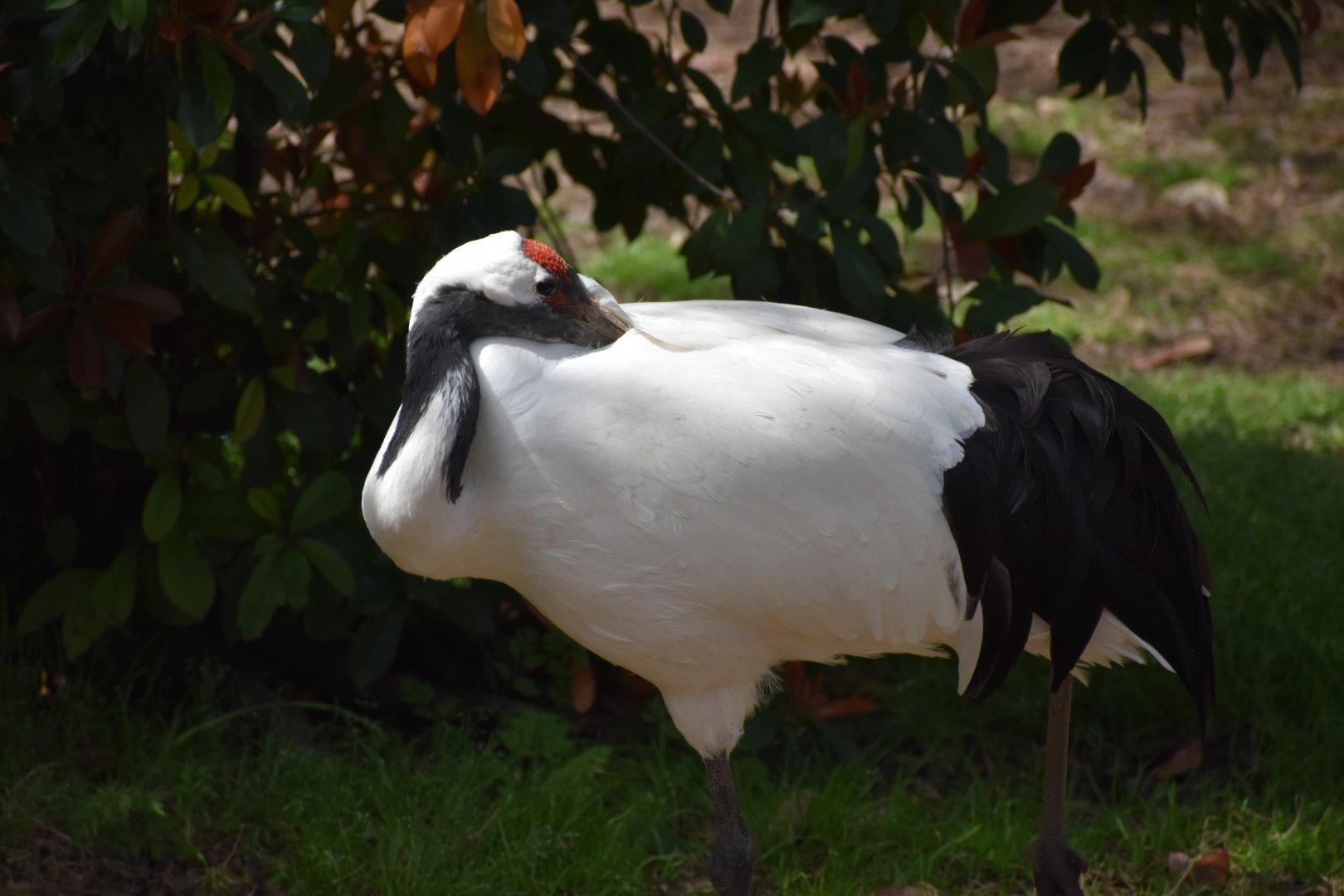 Red-crowned crane