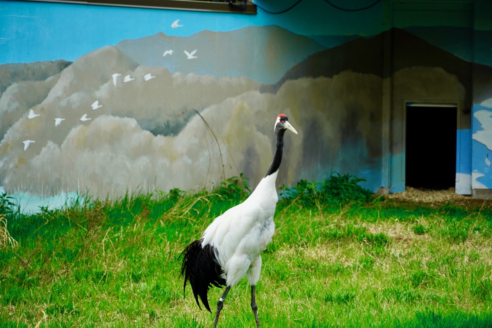 Red-Crowned Crane