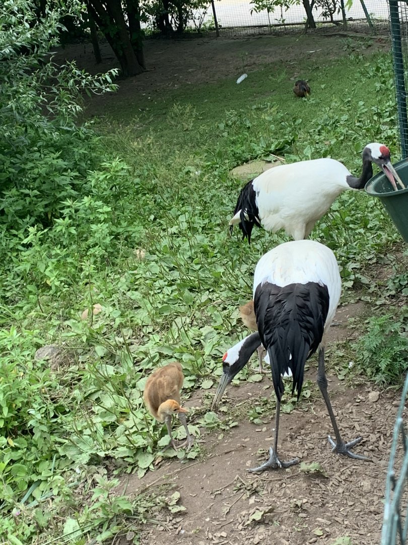 Red-crowned crane