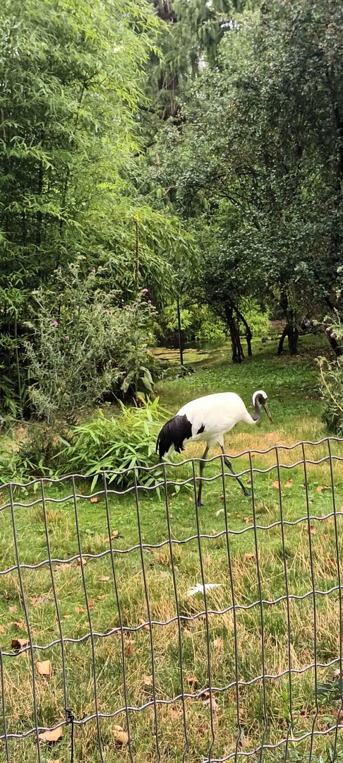 Red crowned Crane