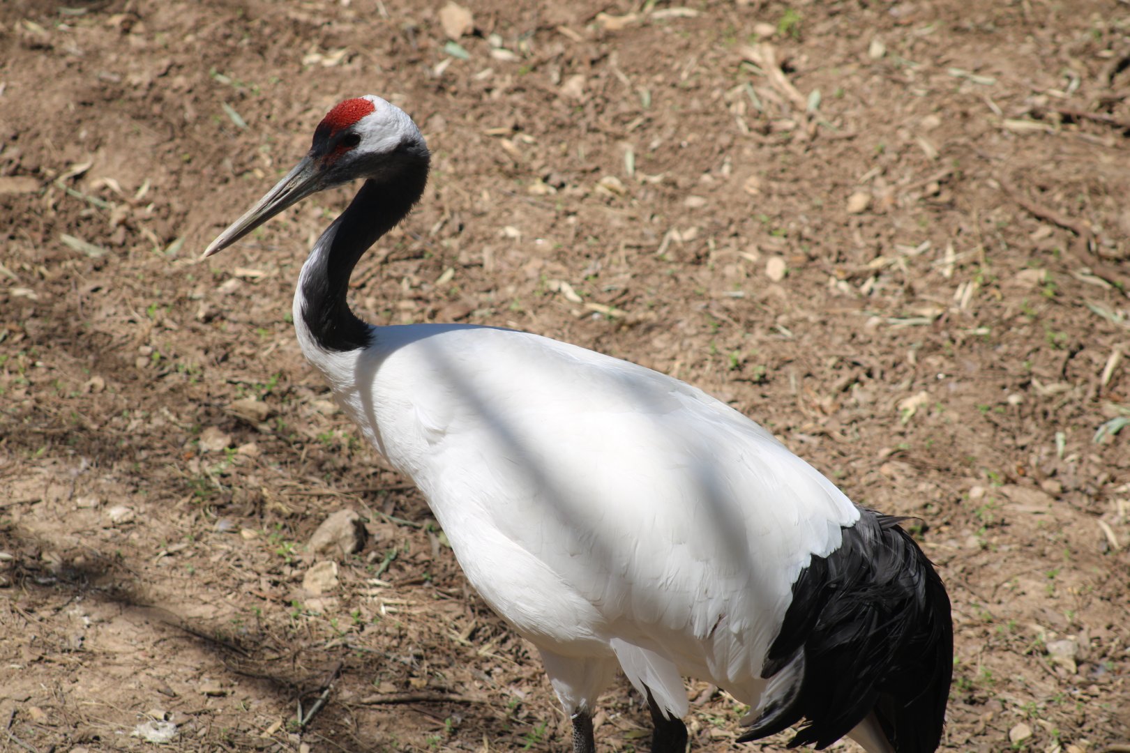 Red-crowned Crane