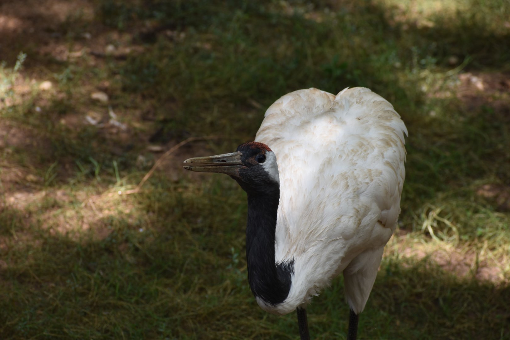 Red-crowned Crane