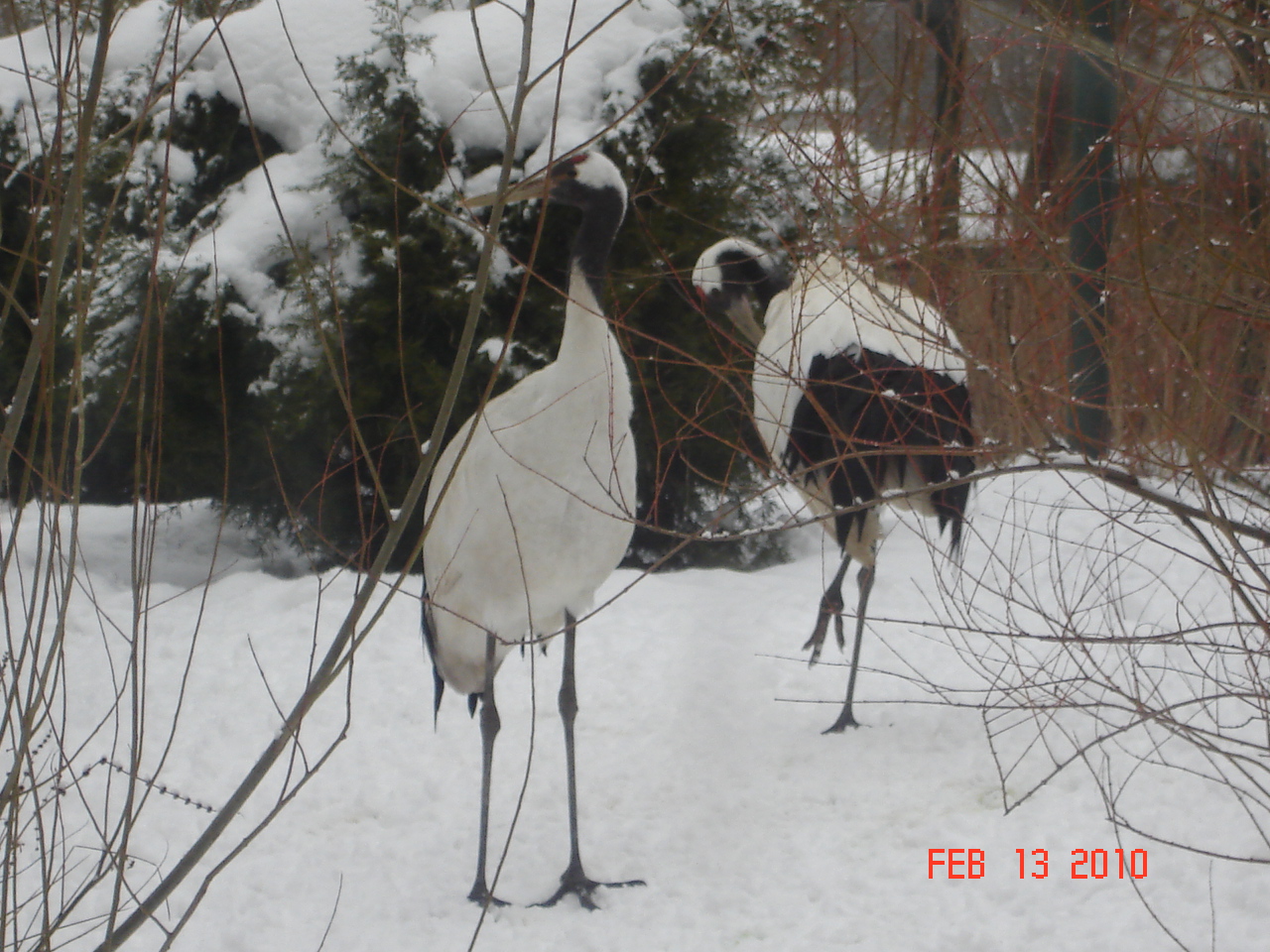 Red-crowned Crane
