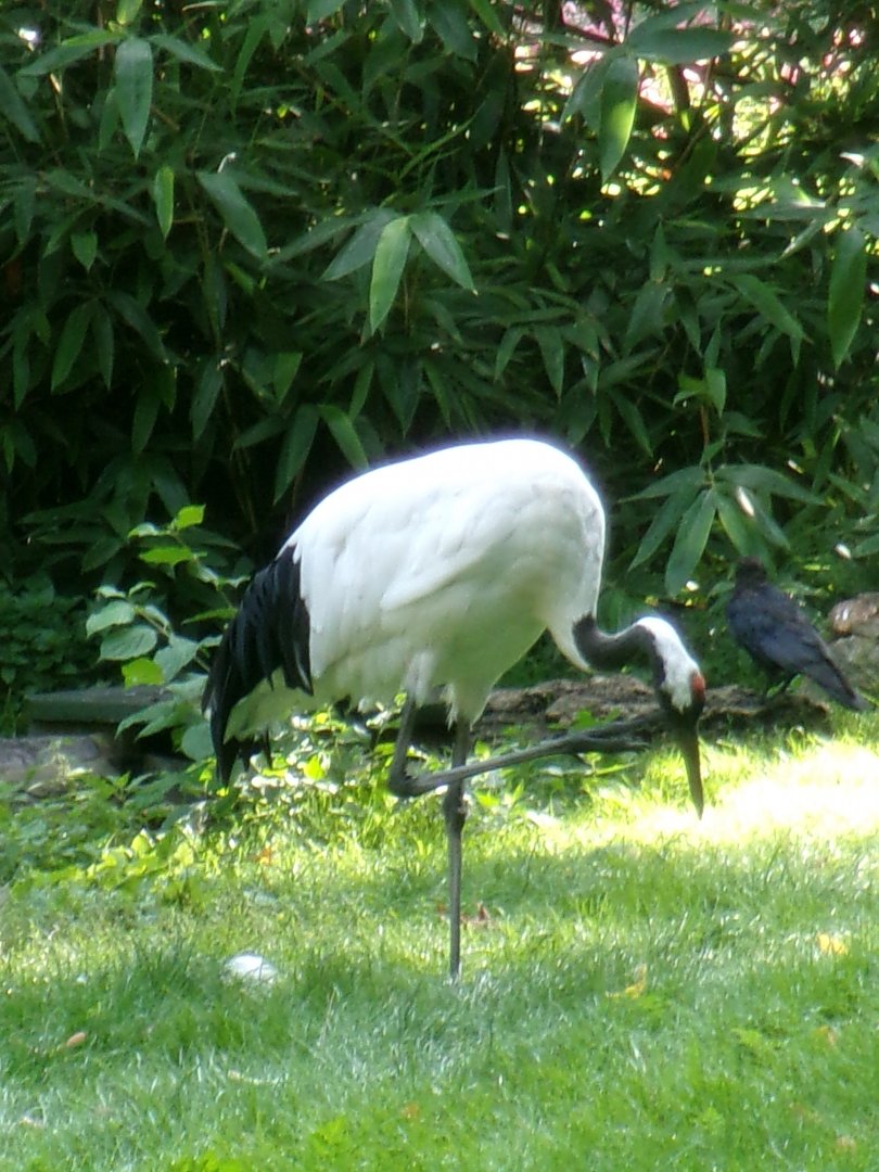 Red-crowned crane