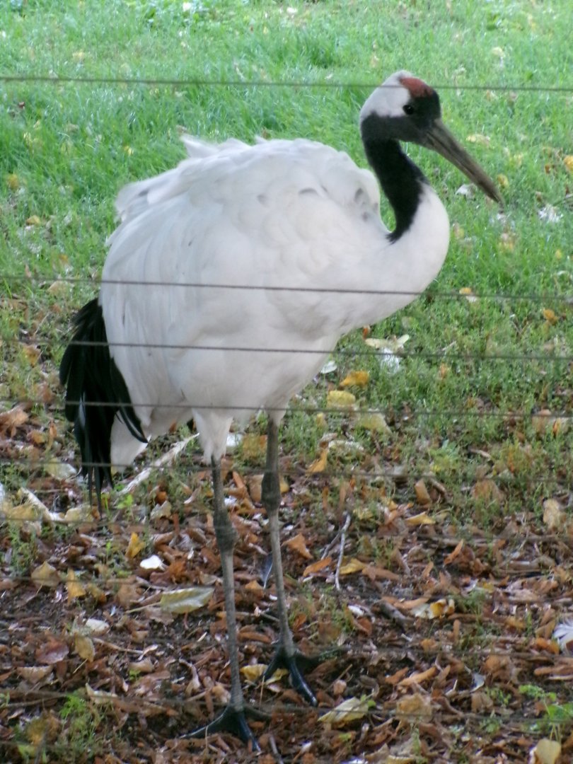 Red-crowned crane
