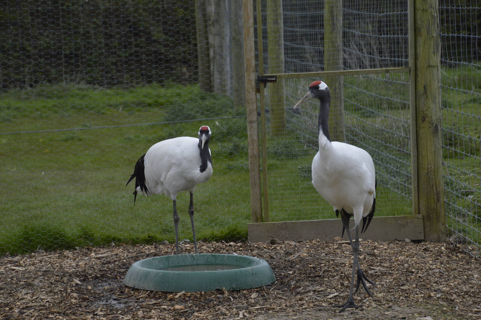 Red-crowned Cranes 010516