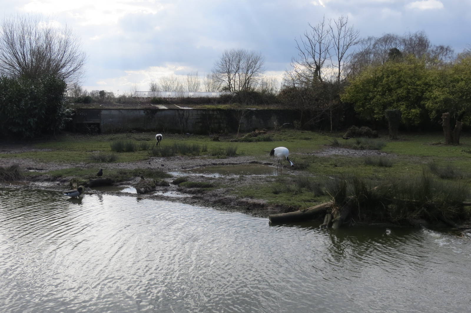 Red-crowned Cranes 050316