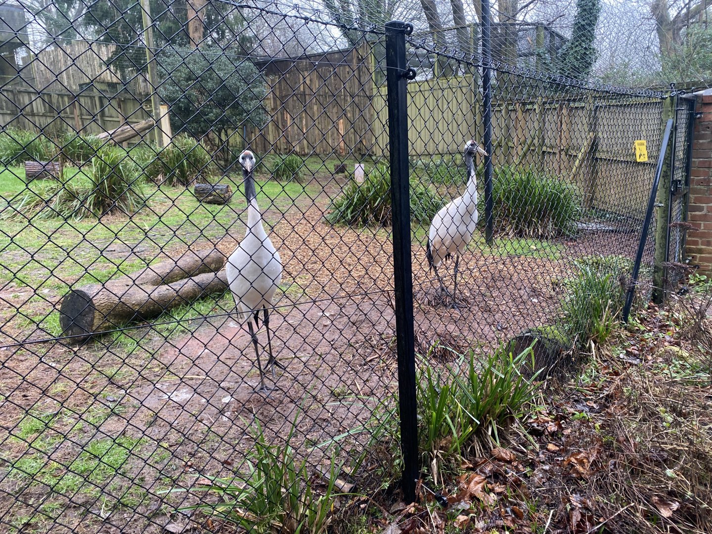 Red-crowned cranes 140225
