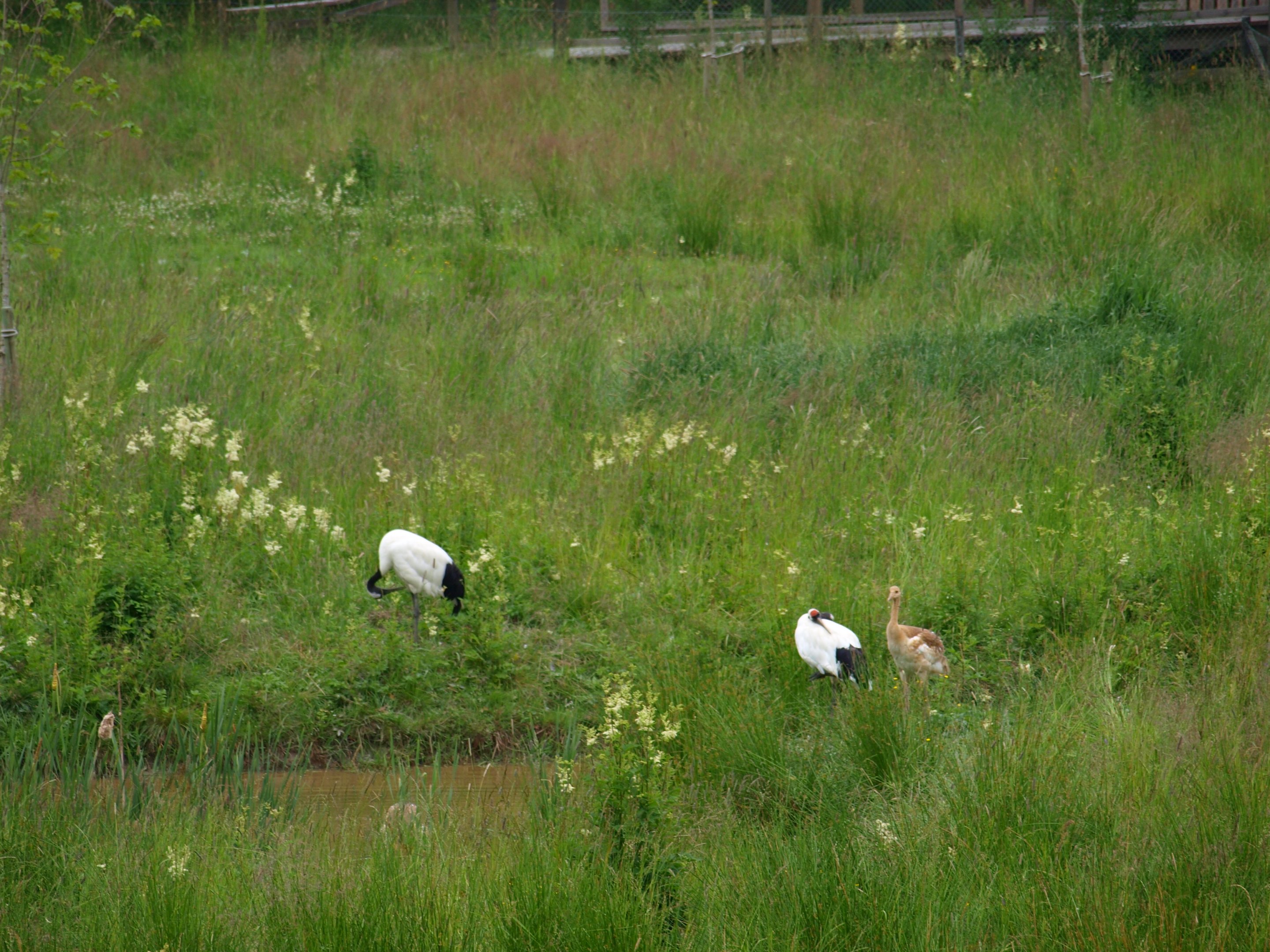 Red crowned cranes 2011