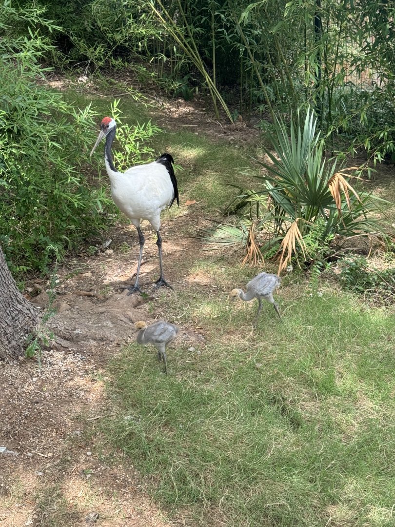 Red Crowned Cranes (7/5/24)