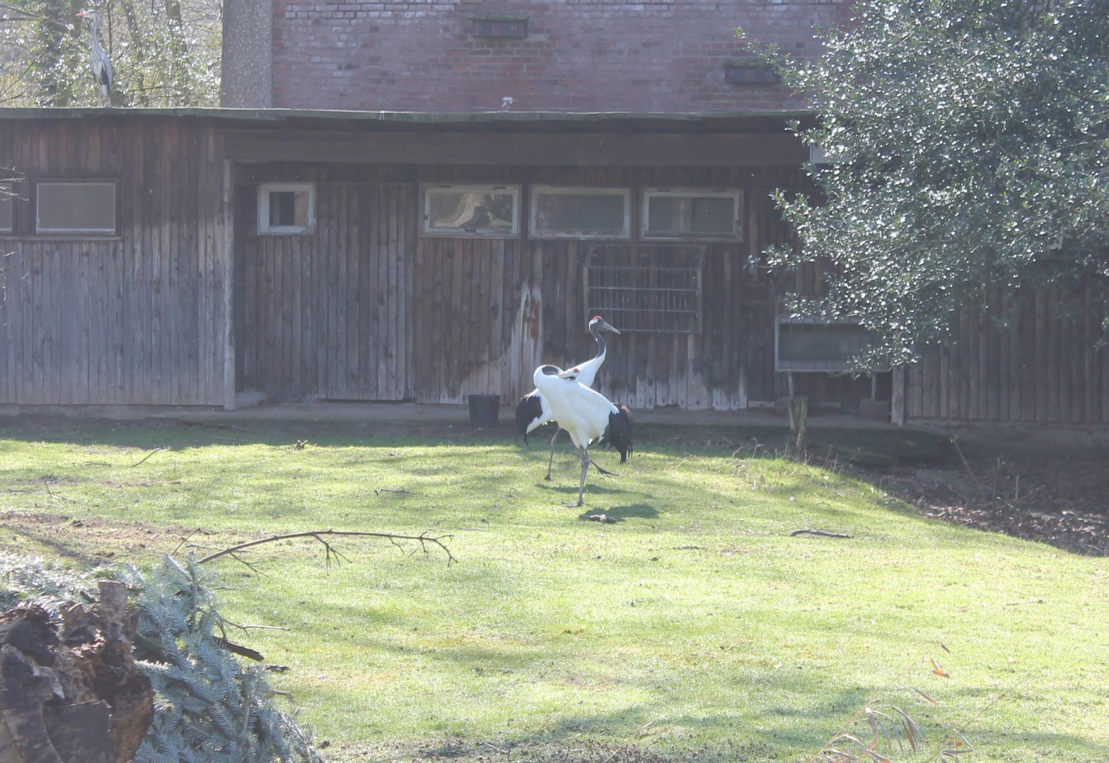Red-crowned cranes - and Grey heron