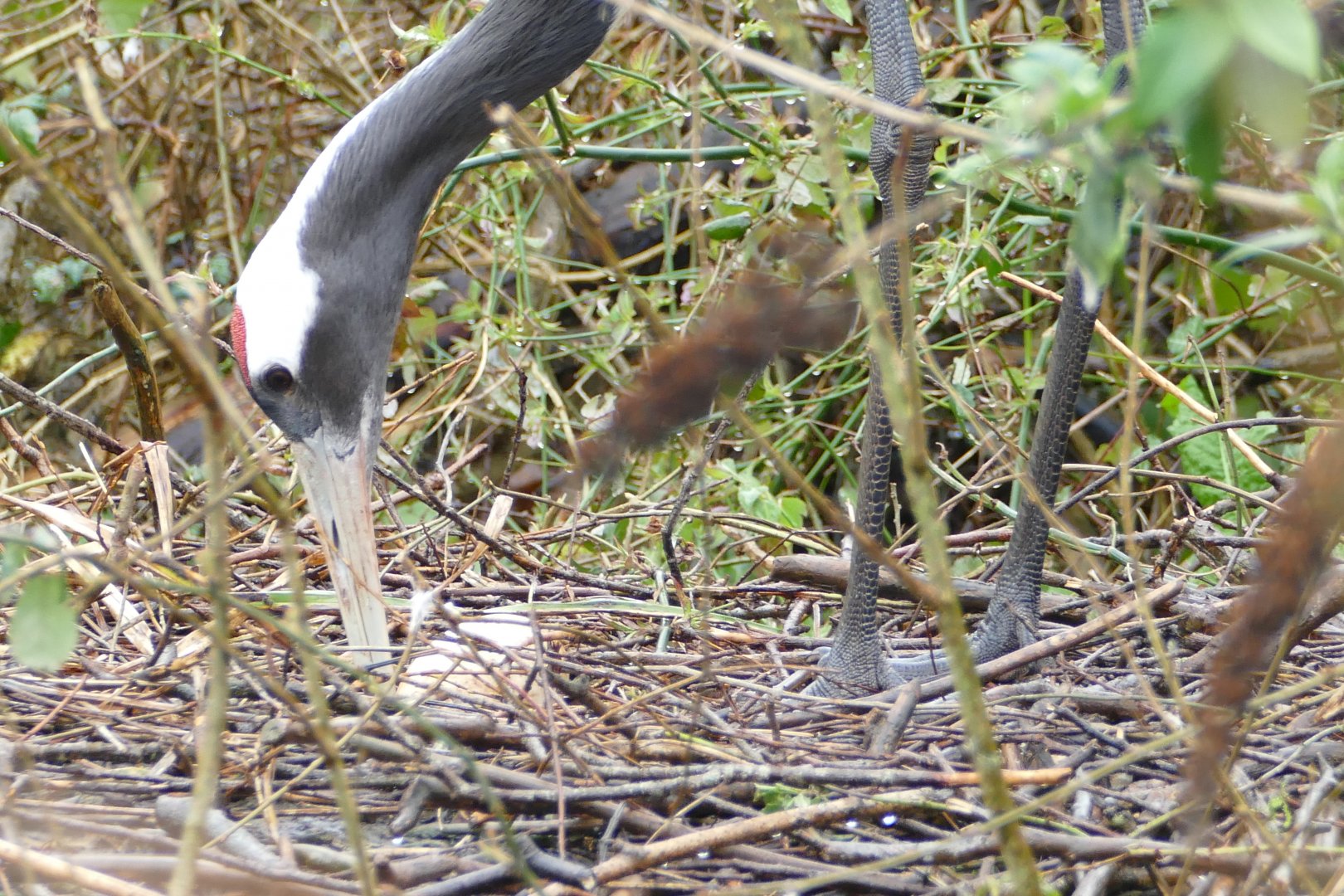 Red-crowned cranes, April 2018