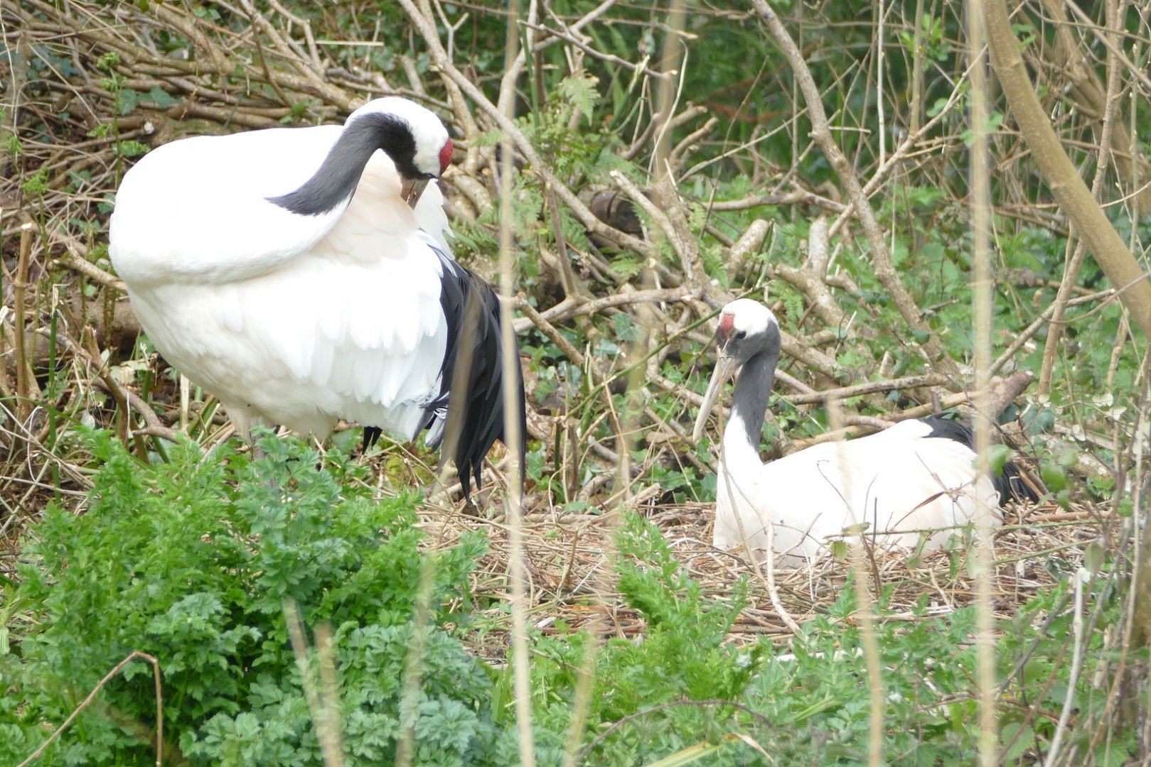 Red-crowned cranes, April 2022