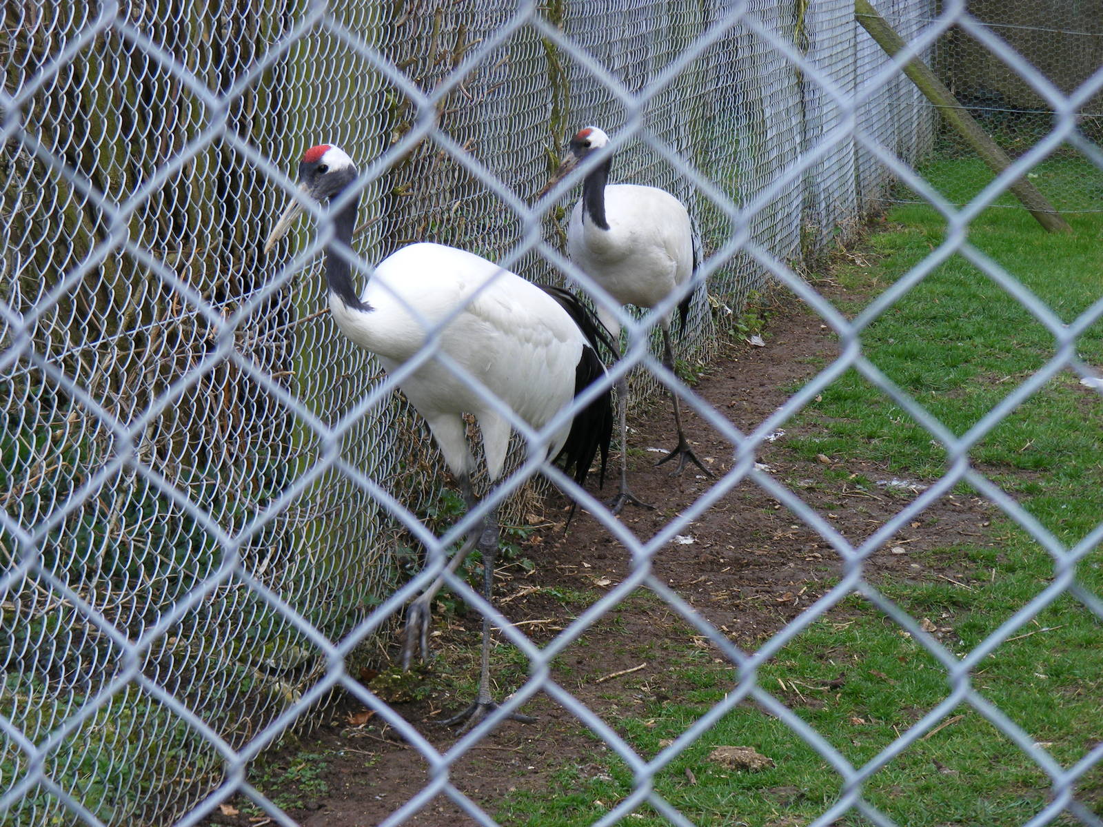 Red-crowned cranes at Marwell Wildlife, 21 March 2010