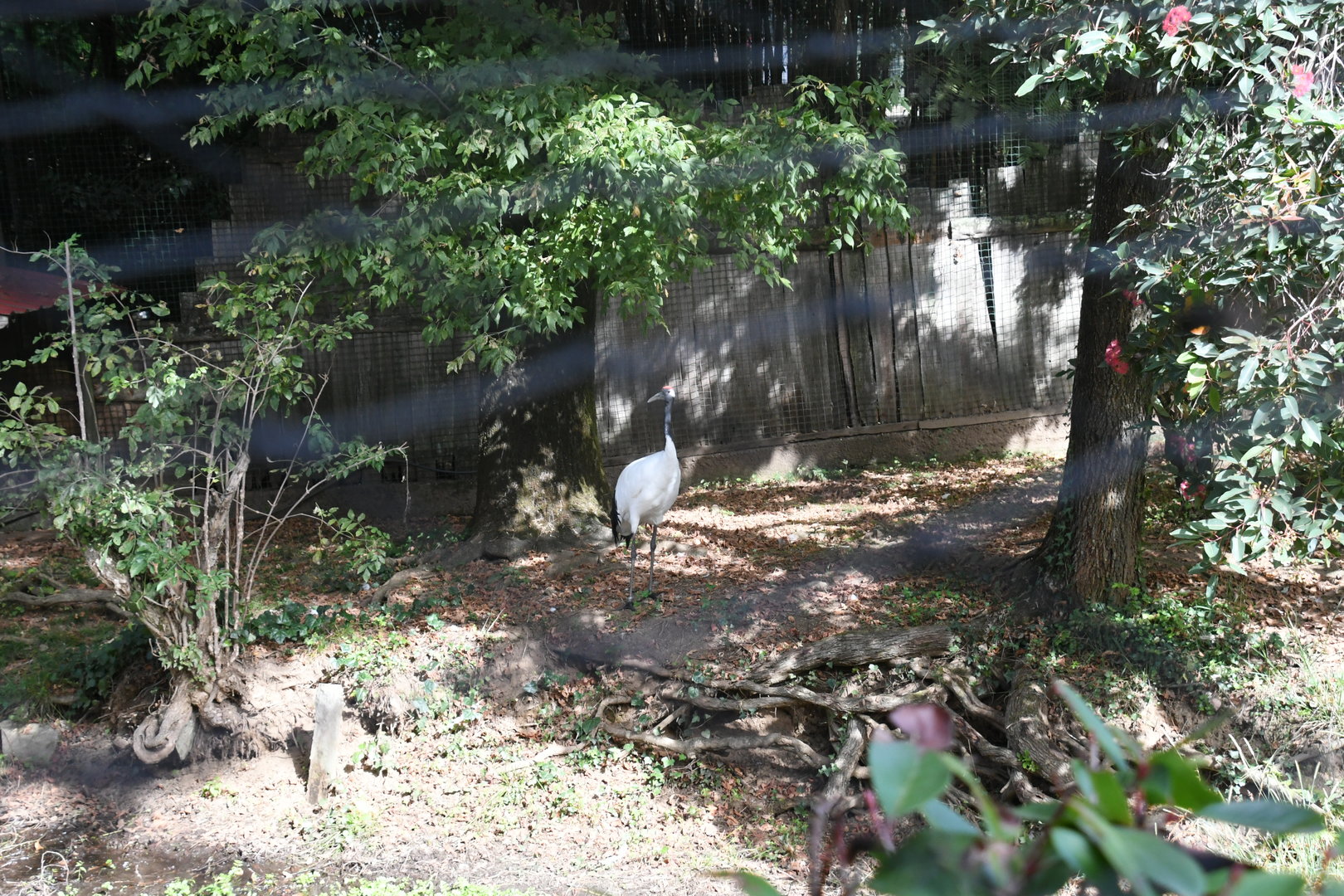 Red-crowned Cranes Aviary (Zoo Lourosa)