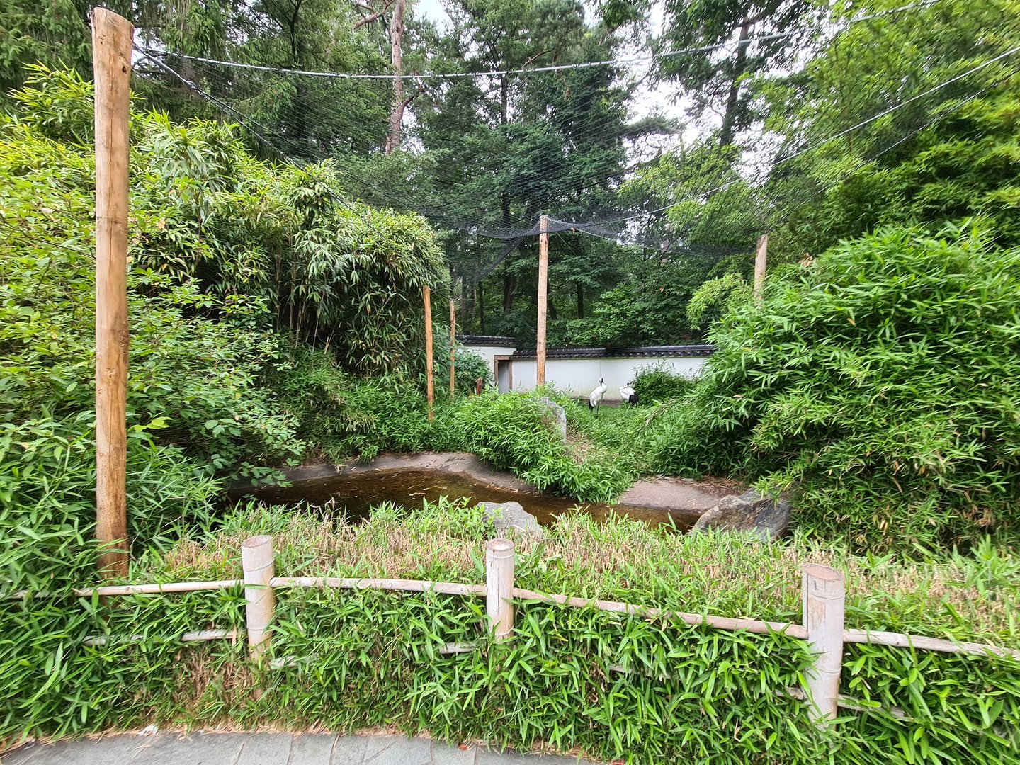 Red-crowned cranes enclosure in Oriental garden
