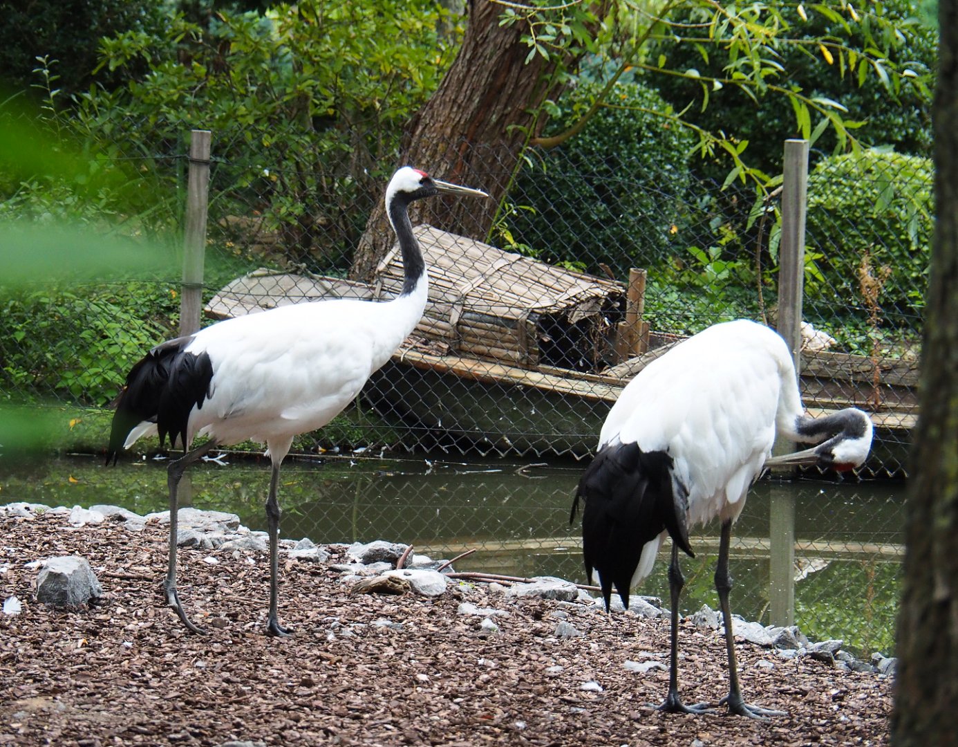 Red-crowned cranes (Grus japonensis), 2020-09-03