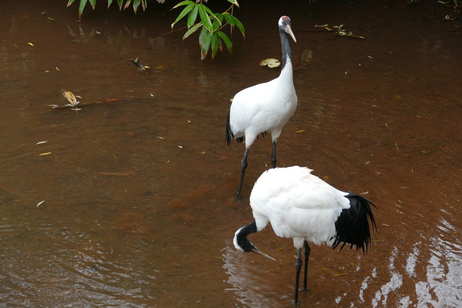 Red-crowned cranes, October 2020