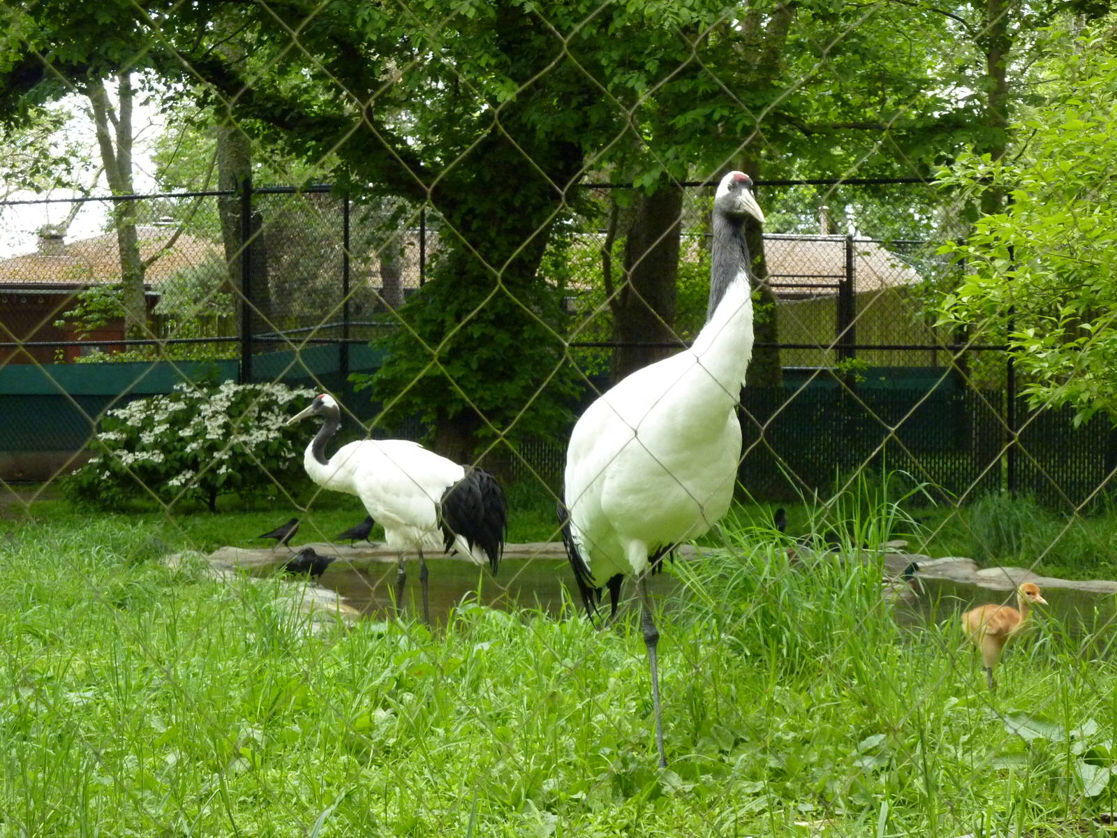 Red-Crowned Cranes - Parents + Chick