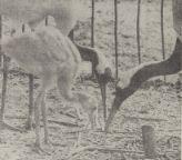 Red-crowned cranes with chick