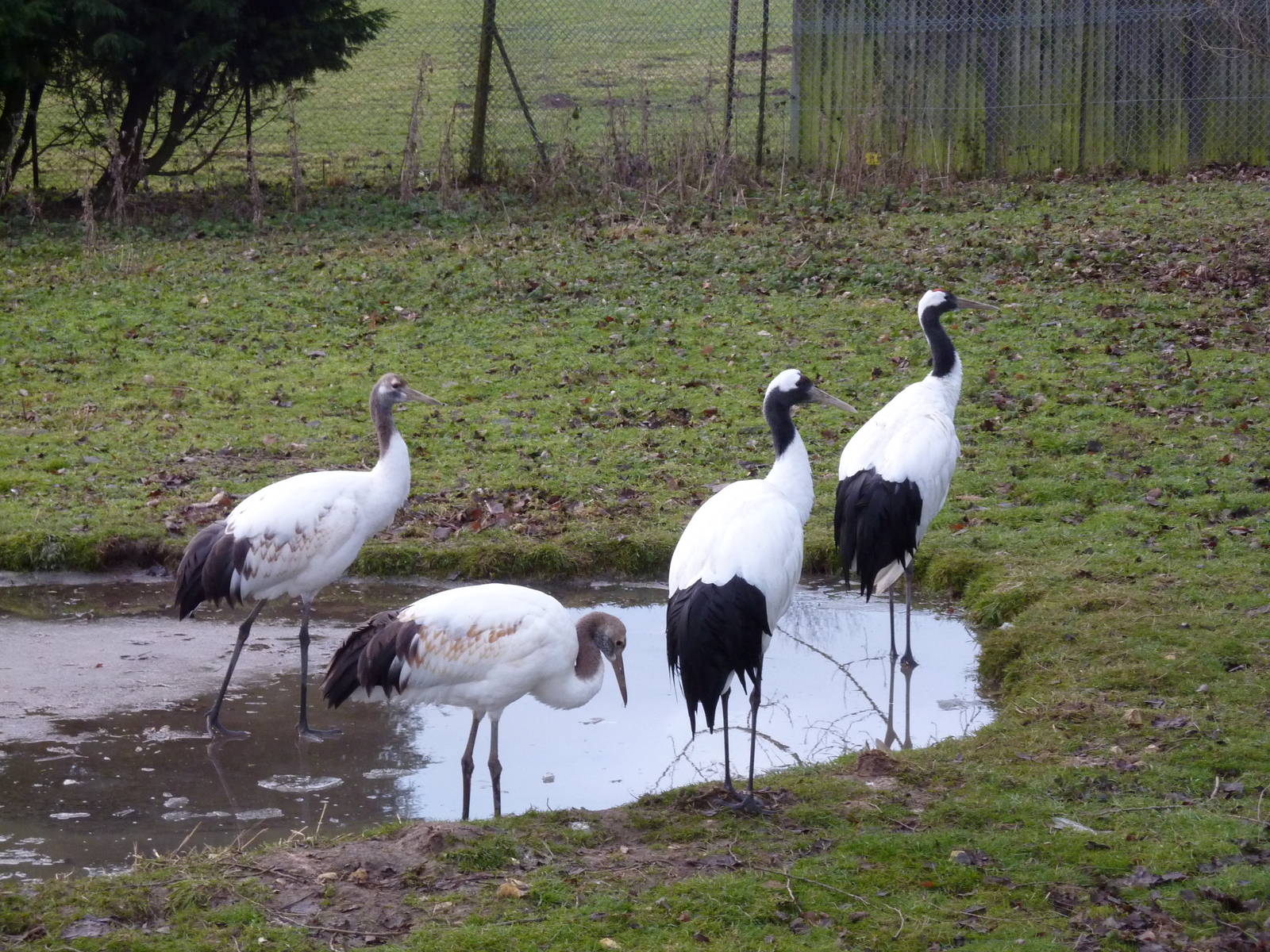 Red-crowned Cranes
