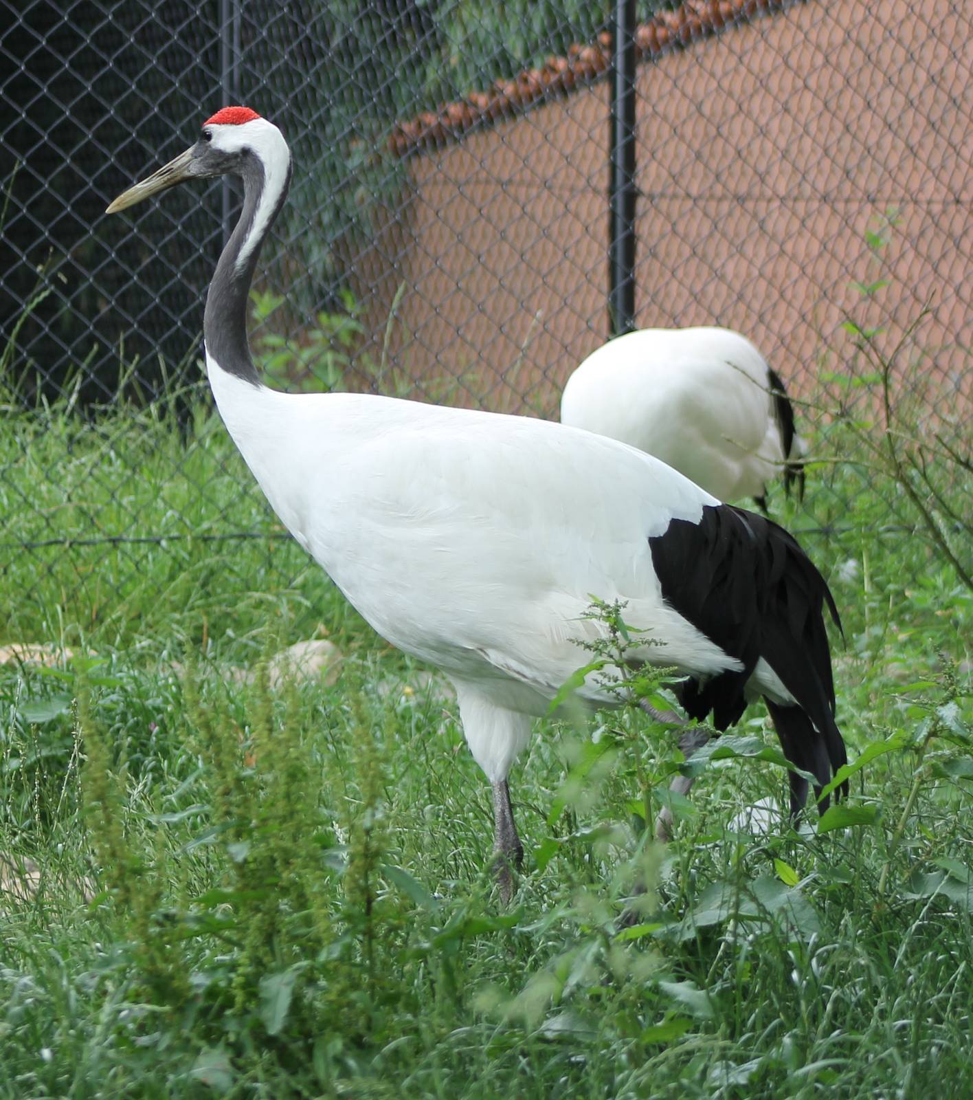 Red-crowned cranes