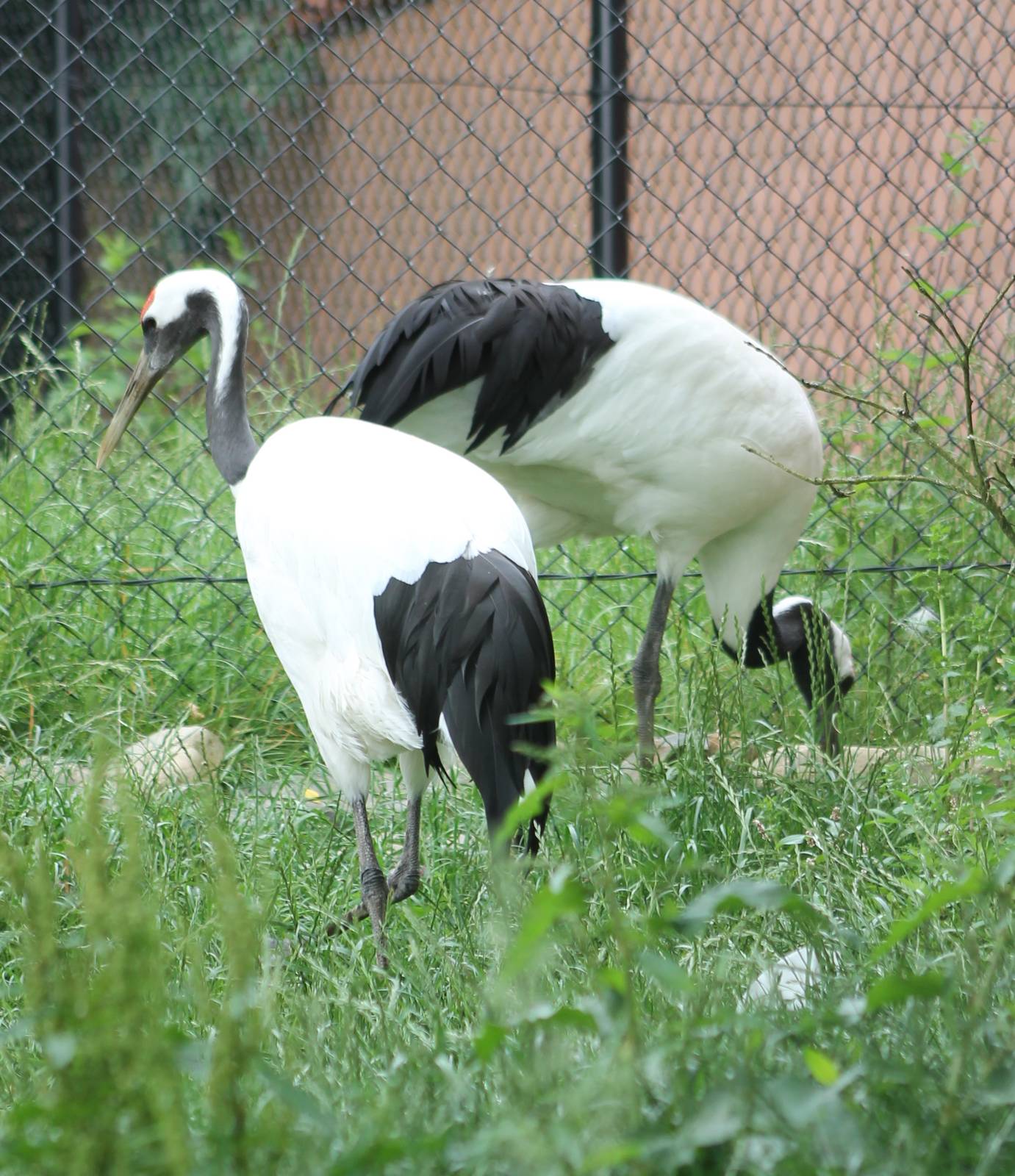 Red-crowned cranes