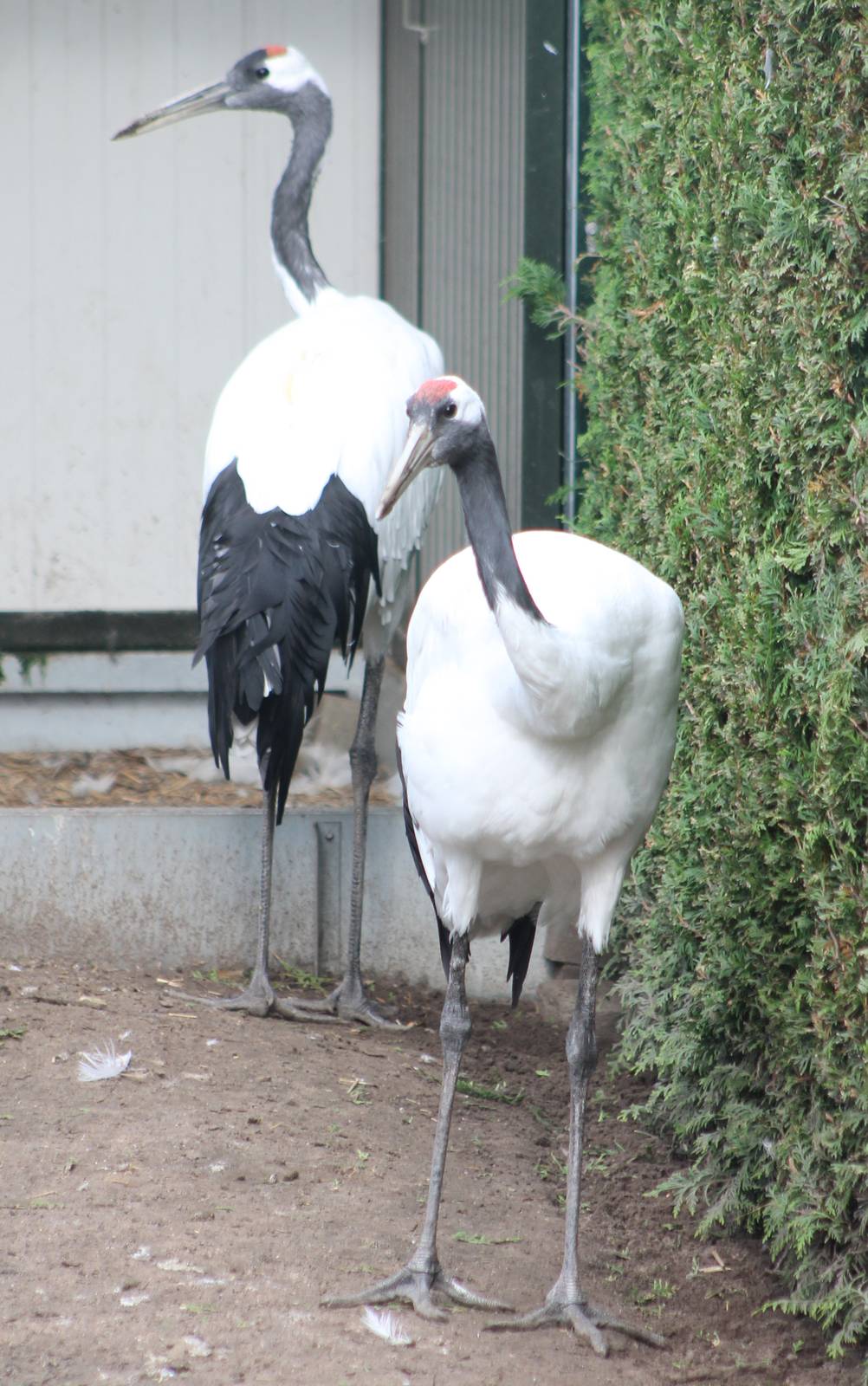 Red-crowned cranes