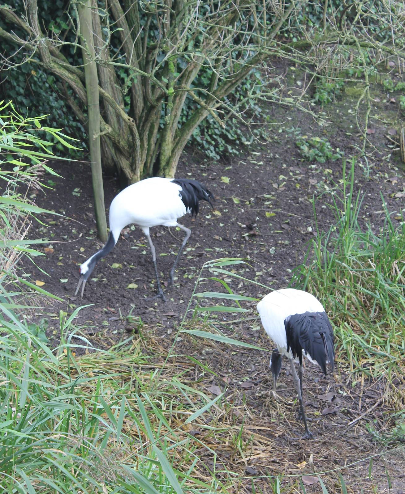 Red crowned cranes