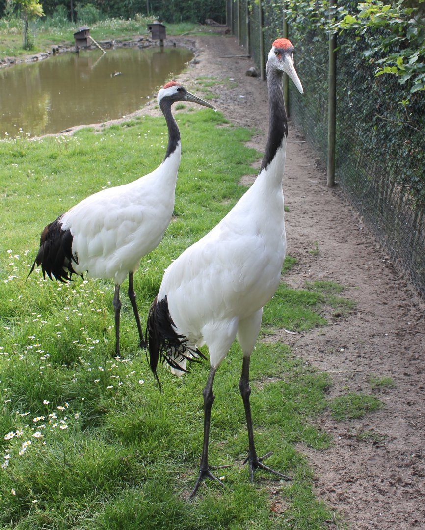 Red-crowned cranes