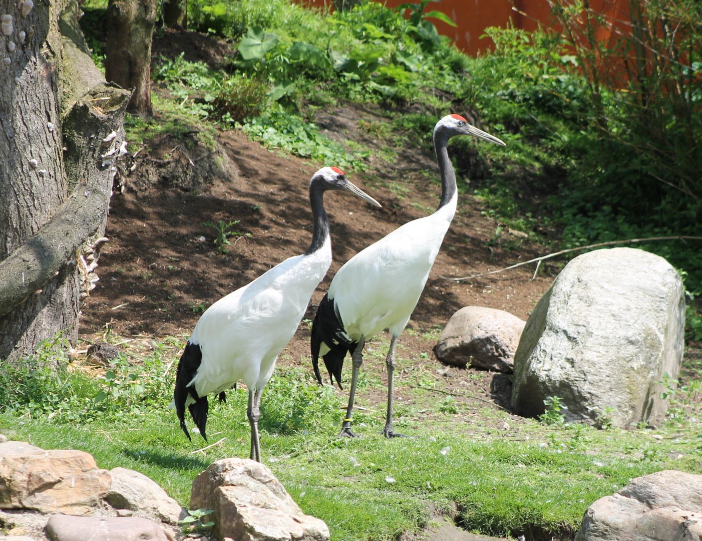 Red-crowned cranes