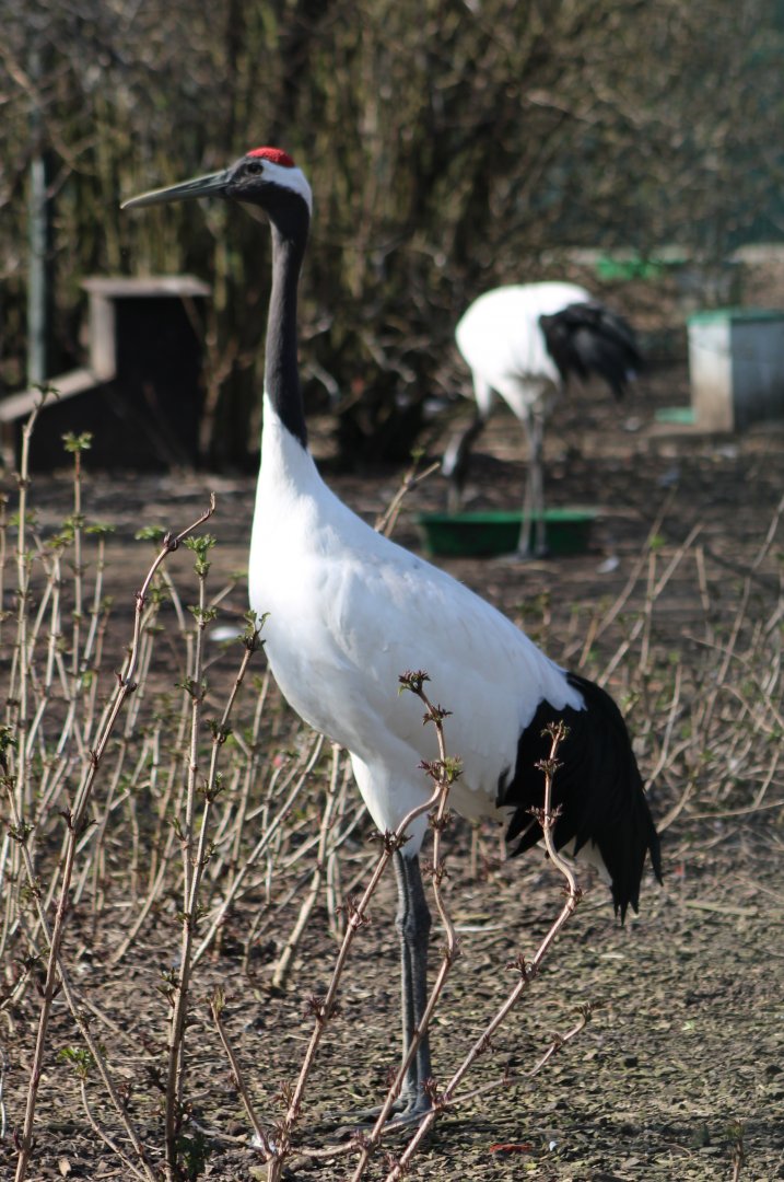 Red-crowned cranes