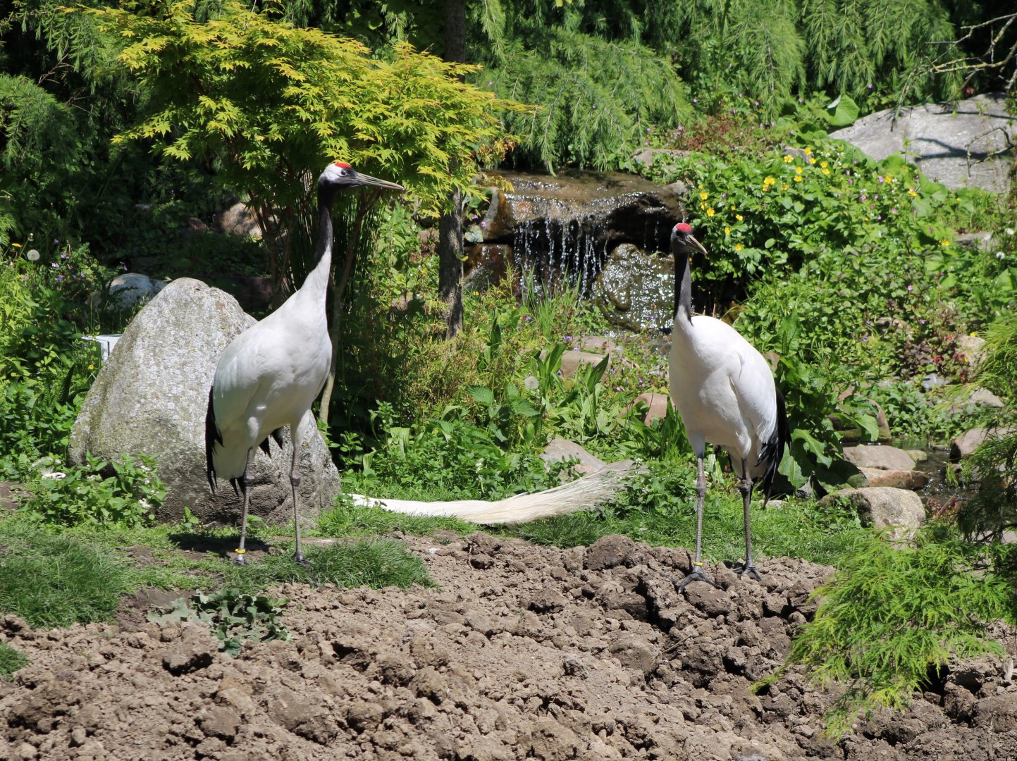 Red-crowned cranes