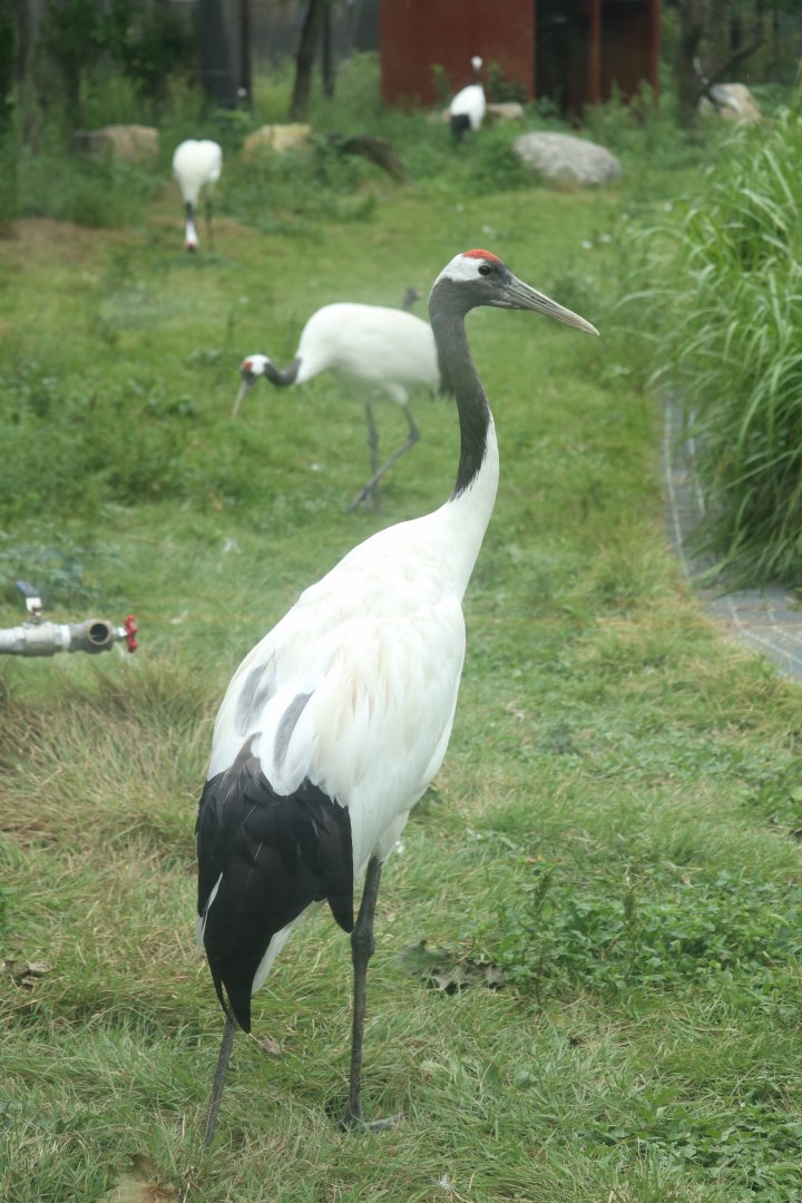 Red-crowned Cranes