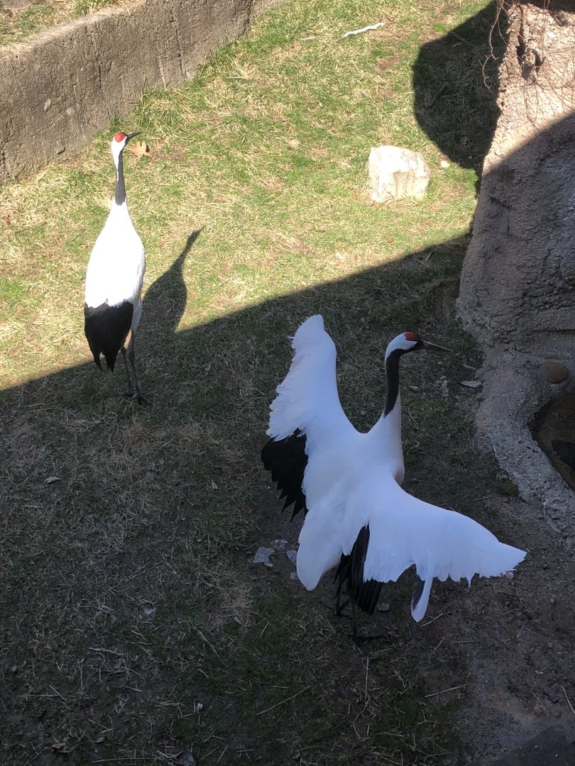 Red-crowned Cranes