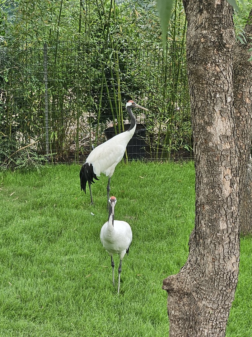 Red-crowned cranes