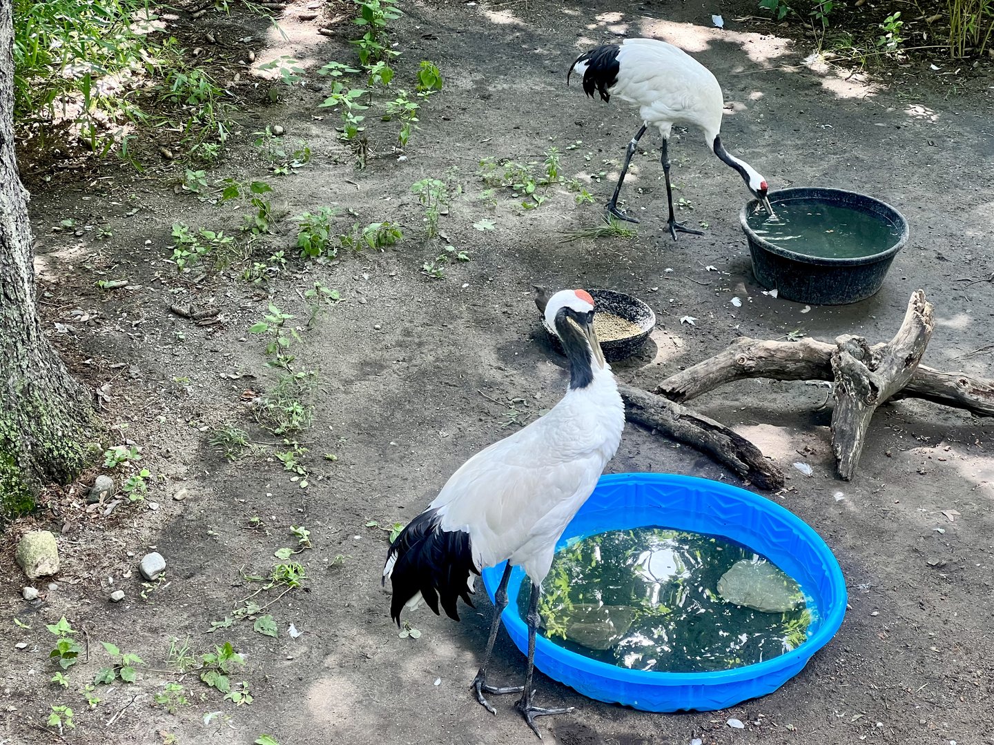 Red-crowned Cranes