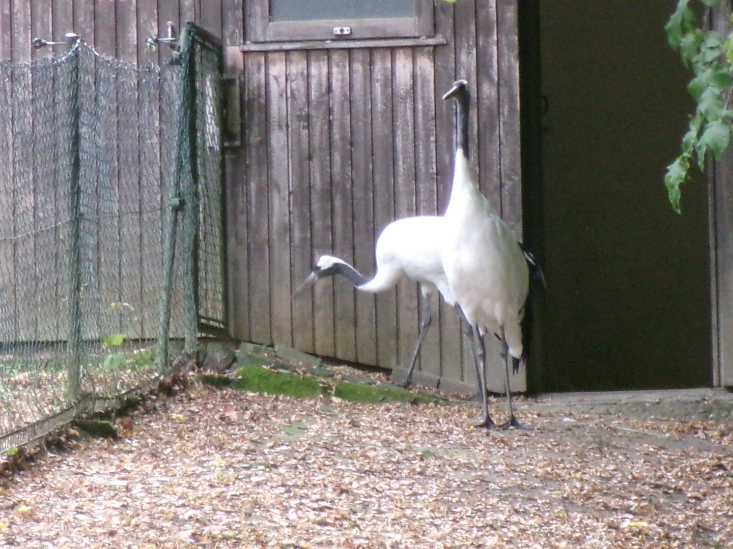 Red-crowned cranes