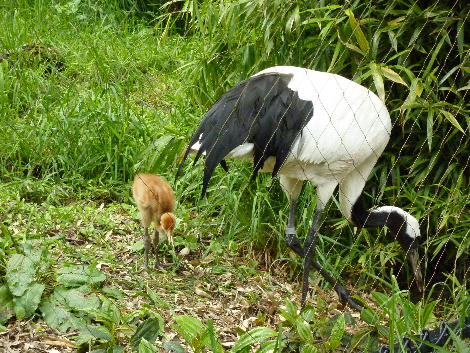 Red-Crowned Cranes