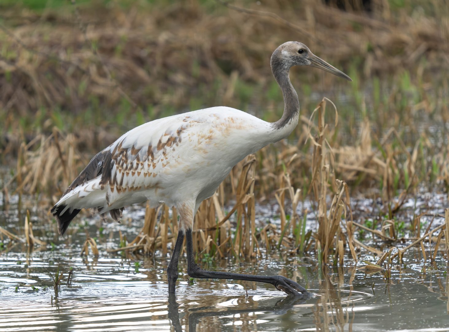 Red crowned / Japanese crane juvenile, ZSL Whipsnade, UK