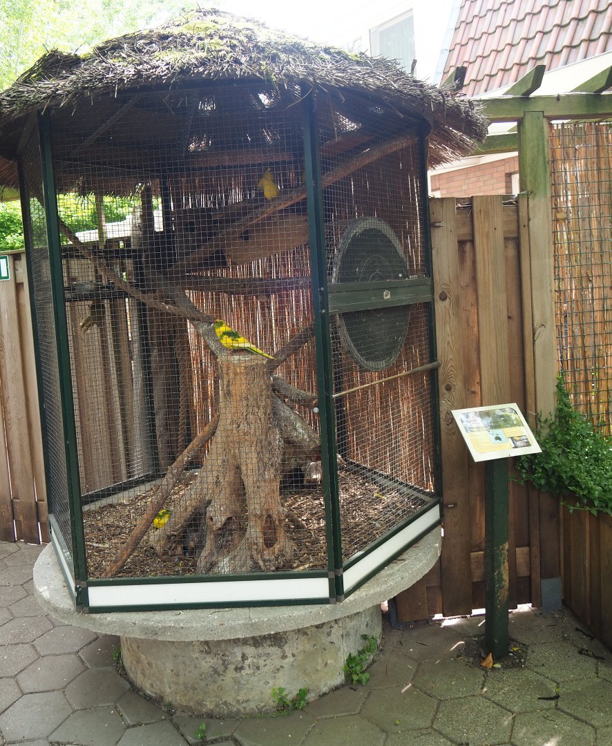 Red-crowned kakariki aviary, 2019-05-25