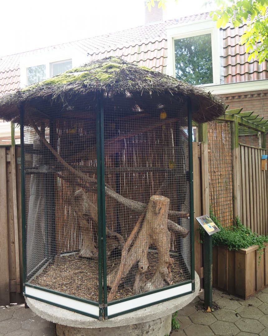 Red-crowned kakariki aviary, 2019-05-25