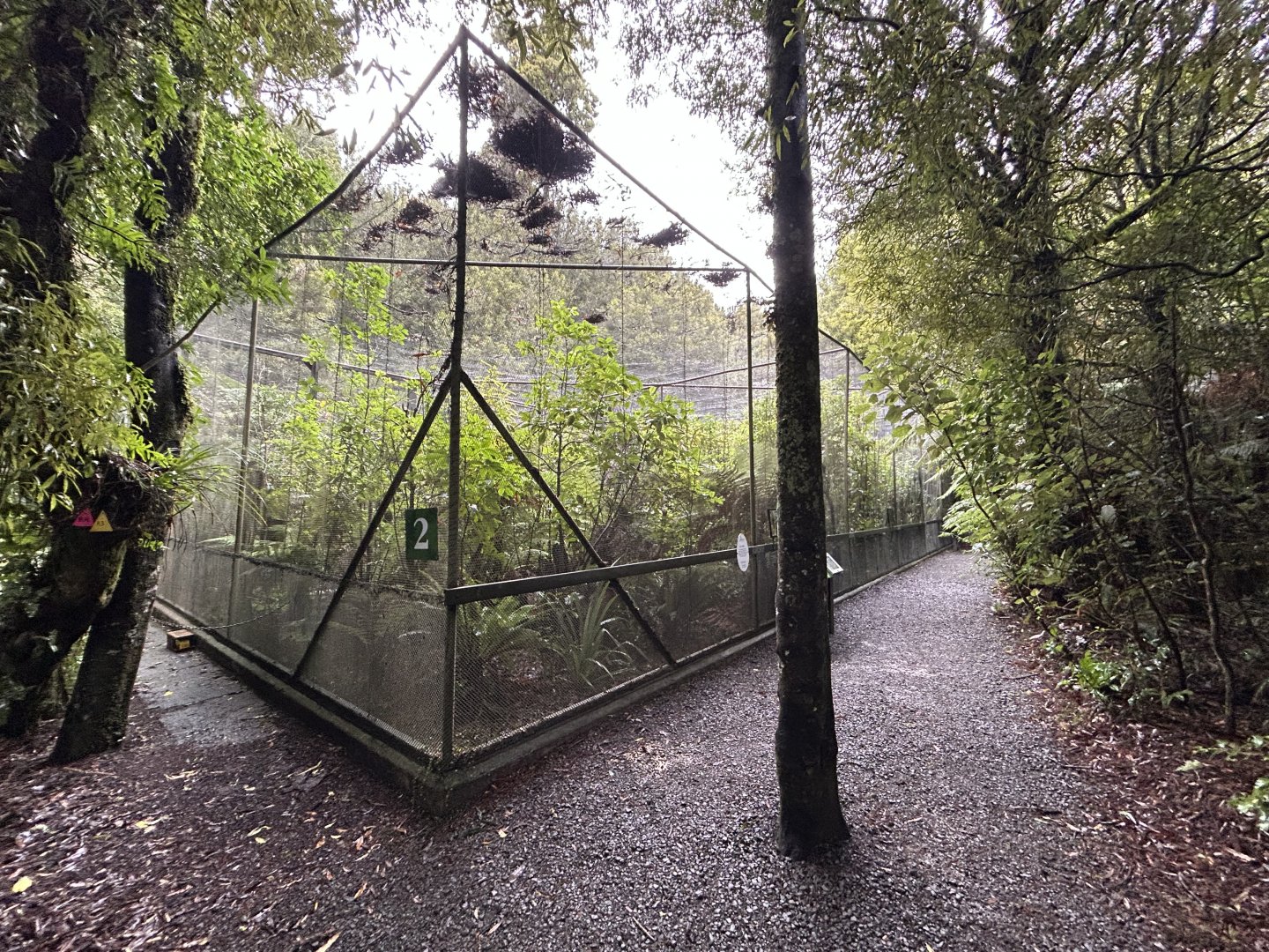 Red-crowned Kakariki Aviary