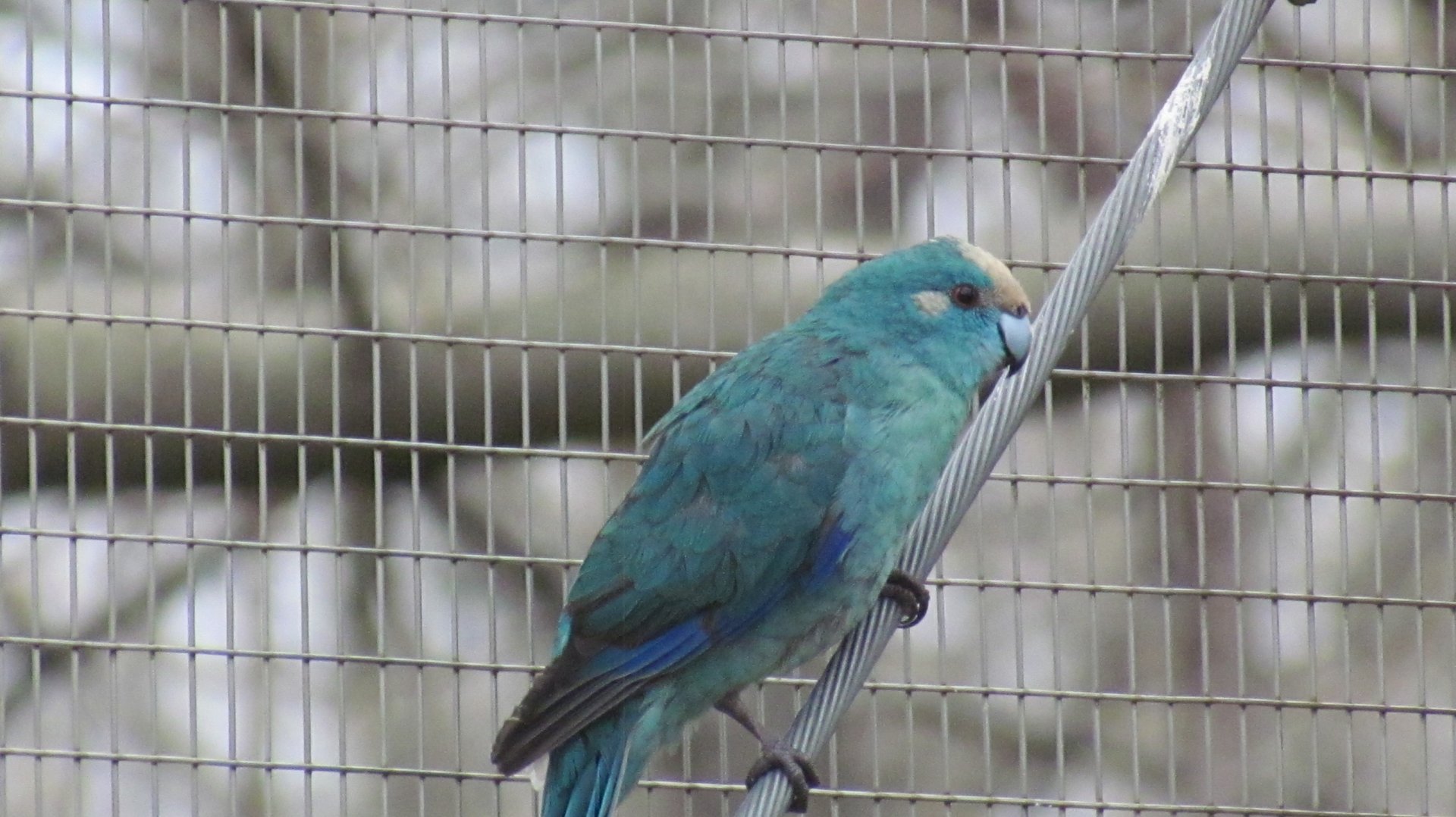 Red-crowned Kakariki (Blue Morph)