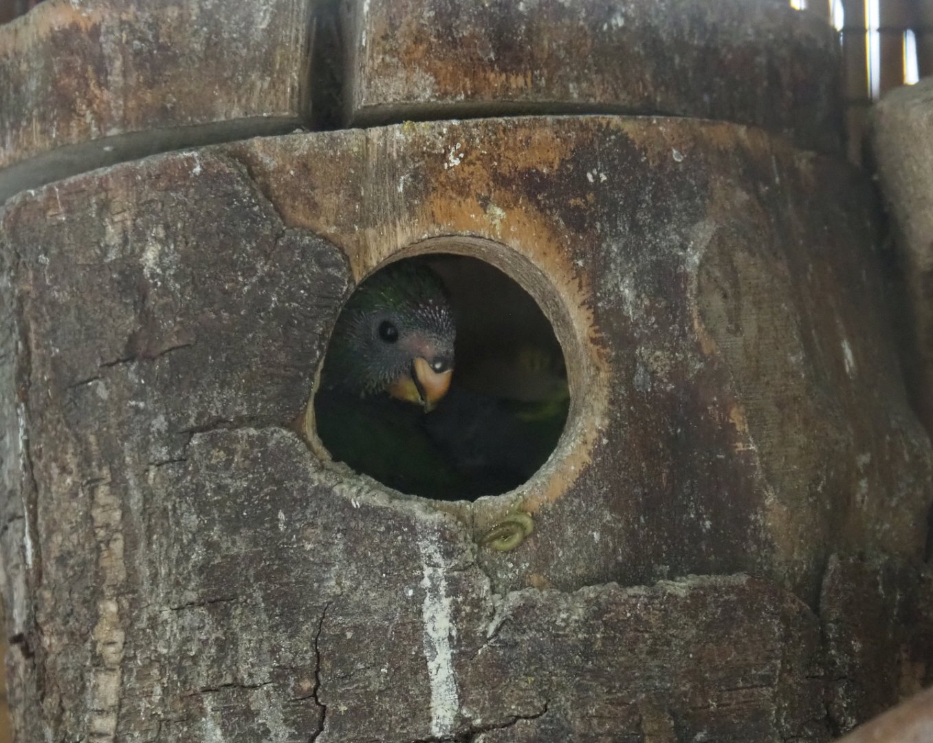 Red-crowned kakariki chick in nesting block (Cyanoramphus novaezelandiae), 2019-05-25