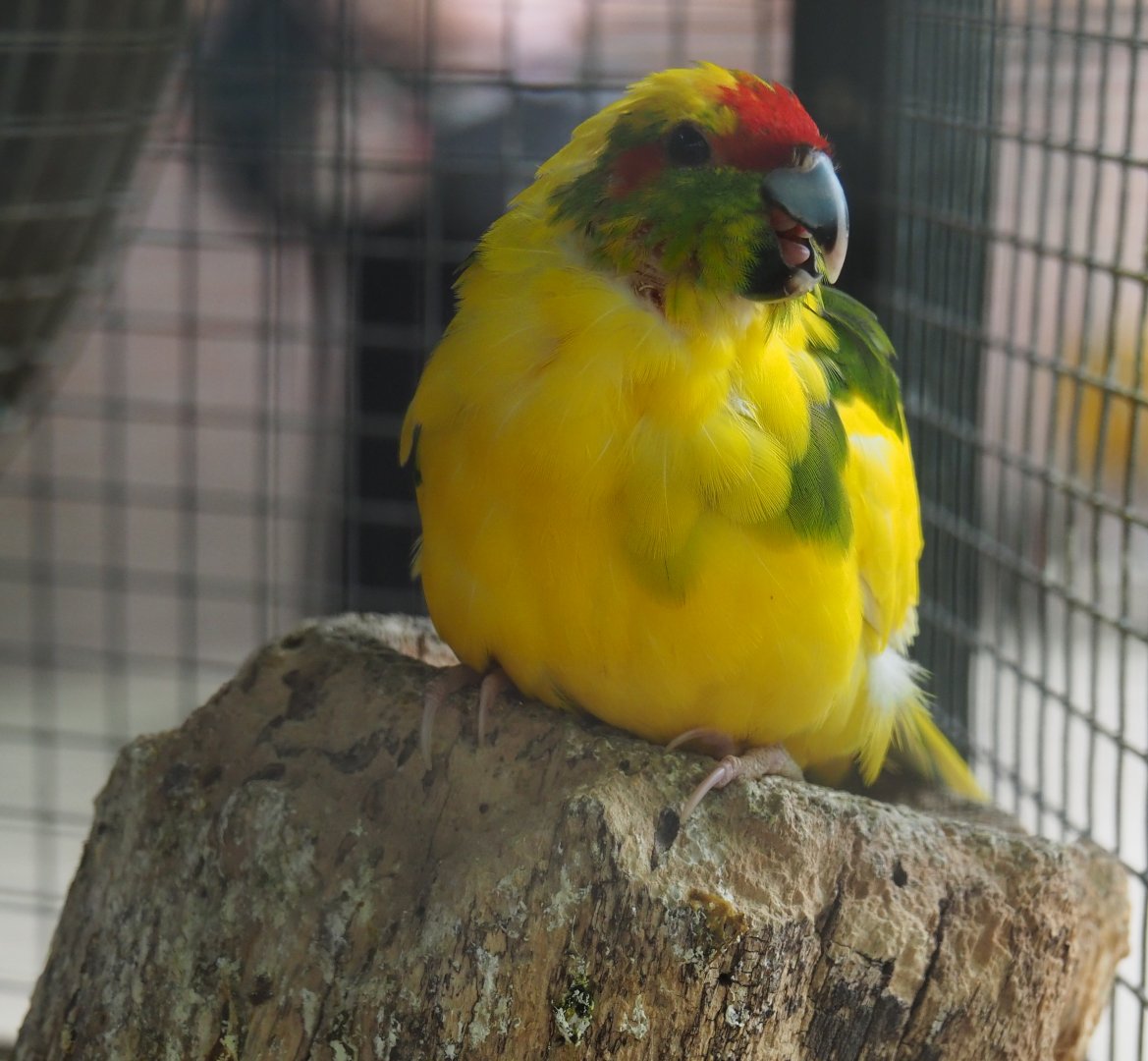 Red-crowned kakariki (Cyanoramphus novaezelandiae), 2019-05-25