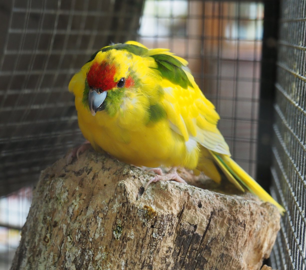 Red-crowned kakariki (Cyanoramphus novaezelandiae), 2019-05-25
