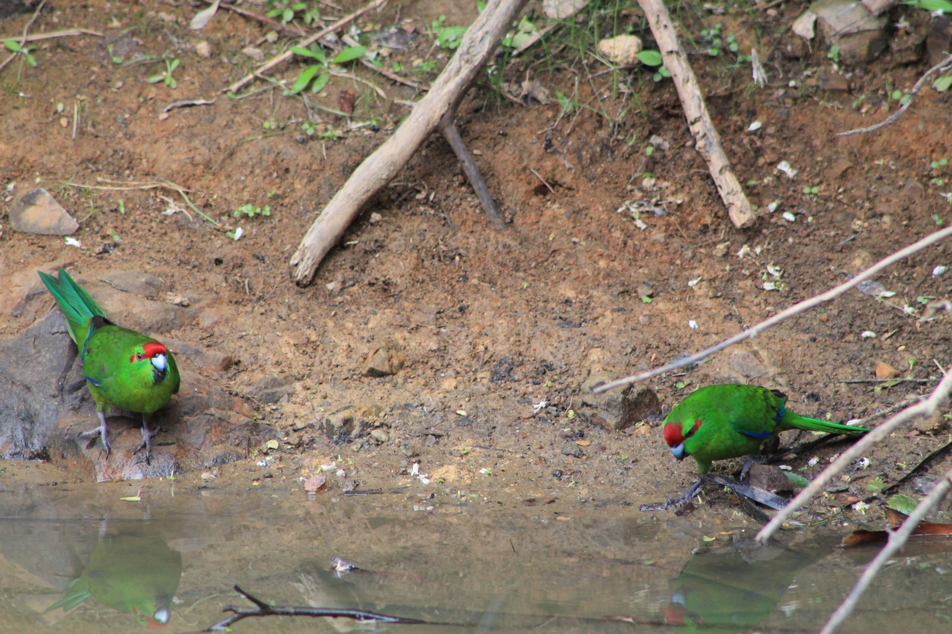Red-crowned Kakariki (Cyanoramphus novaezelandiae), drinking