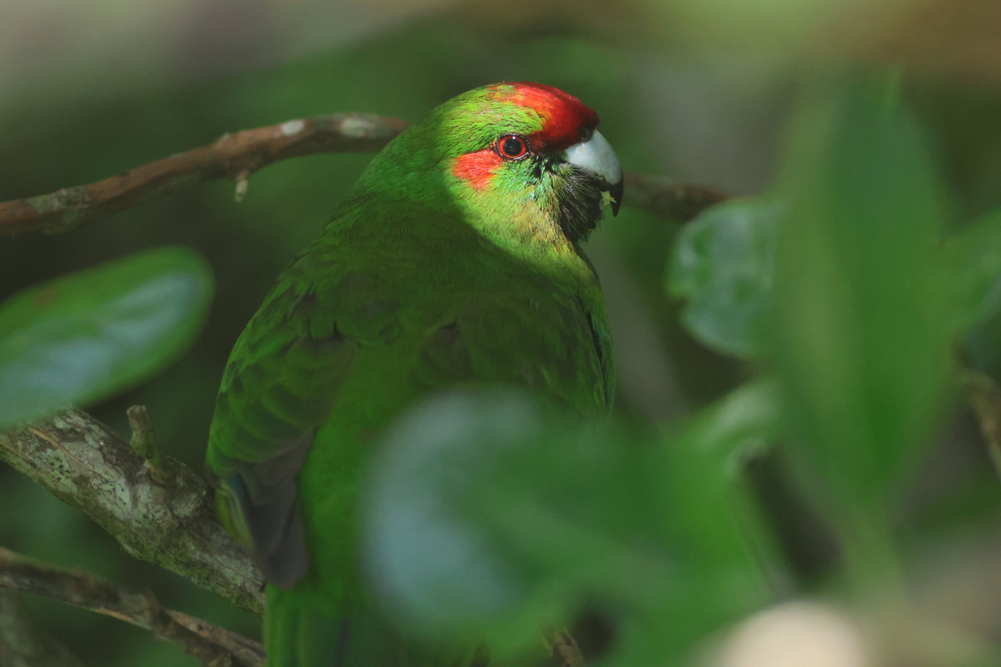 Red-crowned Kākāriki (Cyanoramphus novaezelandiae novaezelandiae), Mātiu/Somes Island