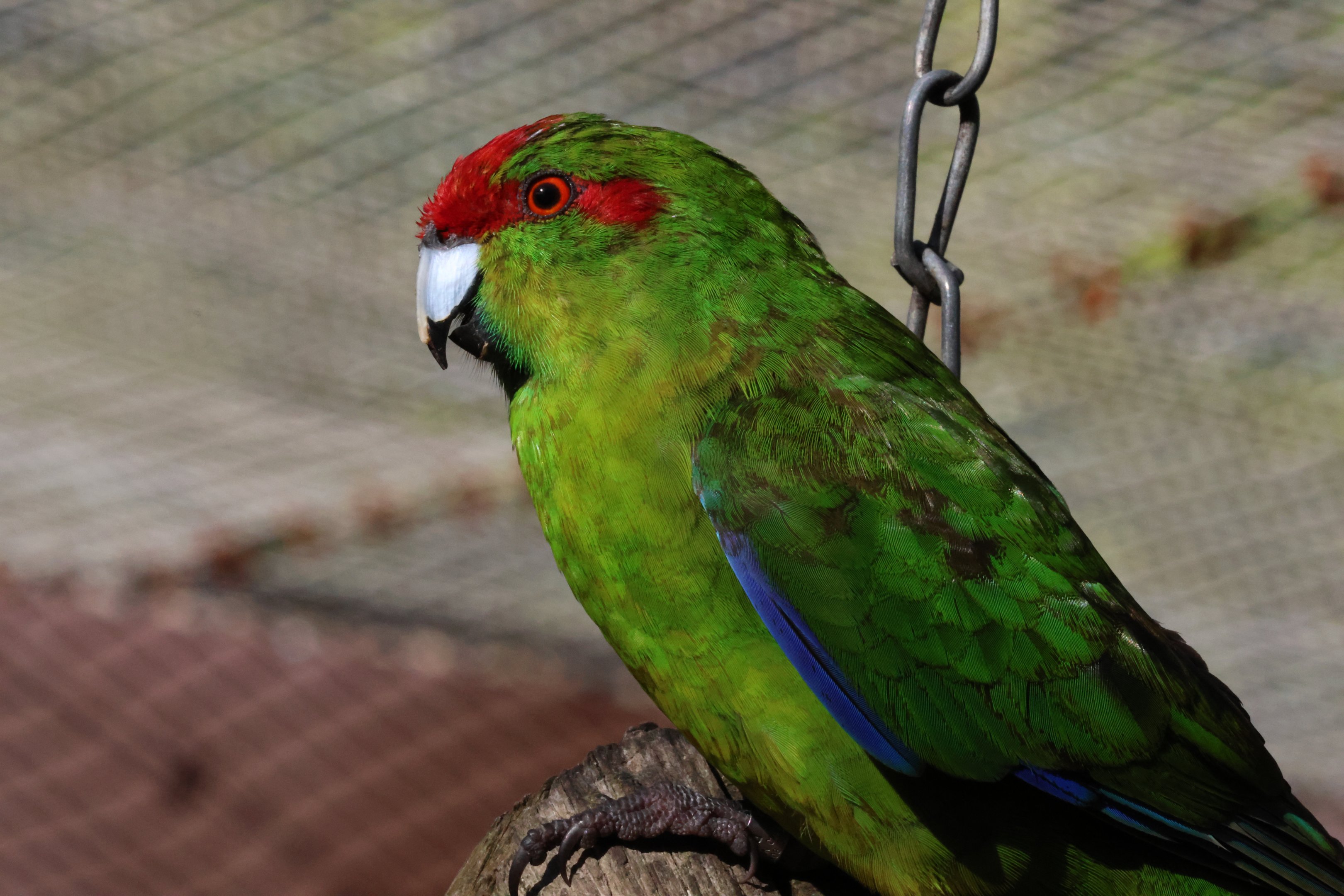 Red-crowned Kākāriki (Cyanoramphus novaezelandiae novaezelandiae)
